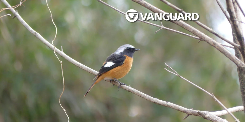 第4回 里山でバードウォッチング！｜バンガード（VANGUARD）公式サイト