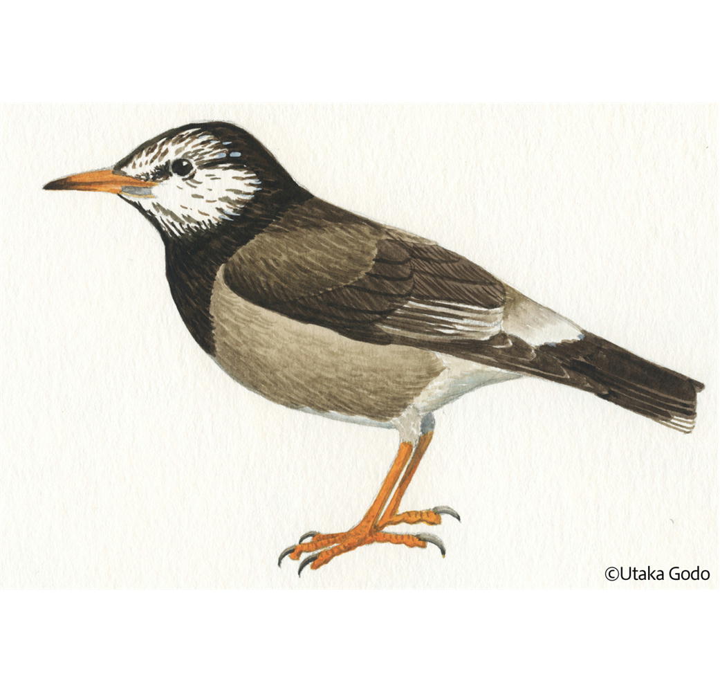 くちばし が オレンジ の 鳥