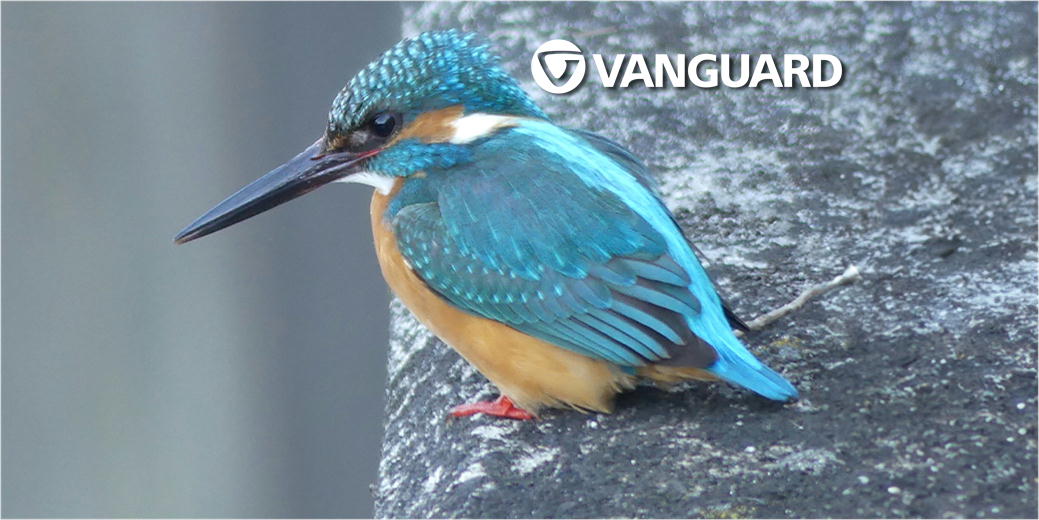 第2回 街の中の川で野鳥を探そう！｜バンガード（VANGUARD）公式サイト